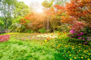 smallgreenspringparkflowers